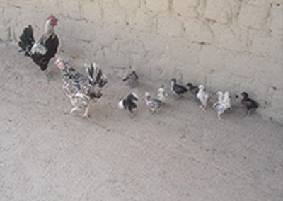 Smallholder Poultry Project for Vulnerable Youth
